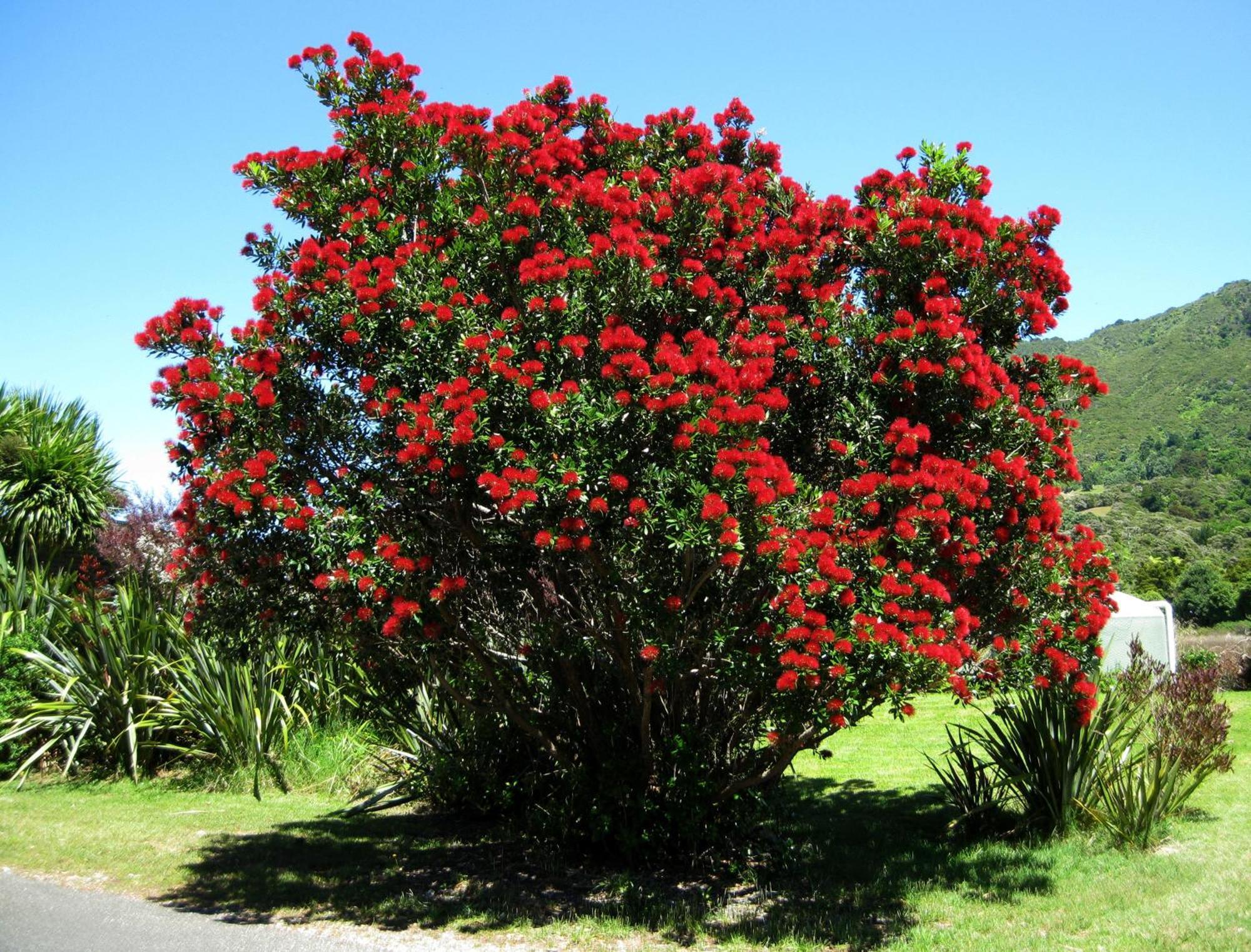 Twin Waters Lodge Collingwood Esterno foto